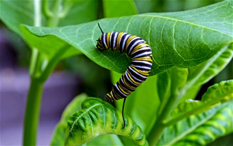 Monarch caterpillar on common milkweed in Minnesota photo