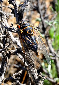 Sagebrush cicada at Seedskadee National Wildlife Refuge Wyoming