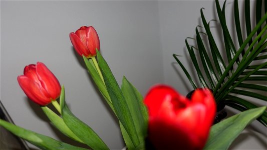 tulips_lalele-2023_0214_092806