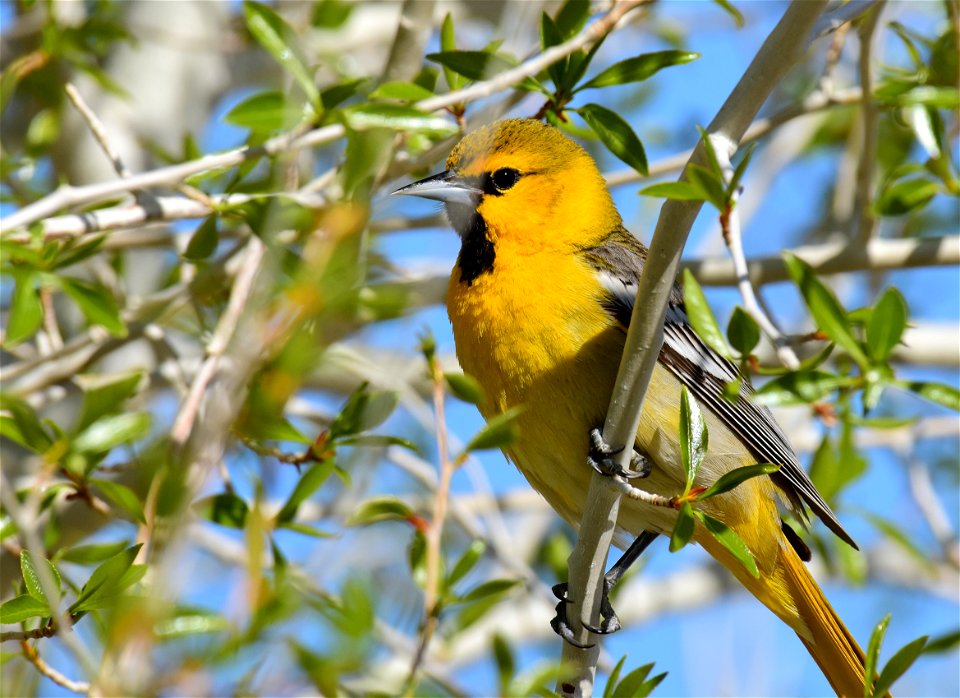 Bullock's oriole at Seedskadee National Wildlife Refuge