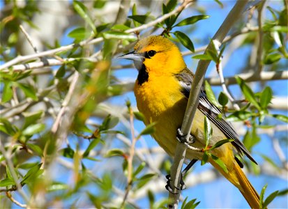 Bullock's oriole at Seedskadee National Wildlife Refuge