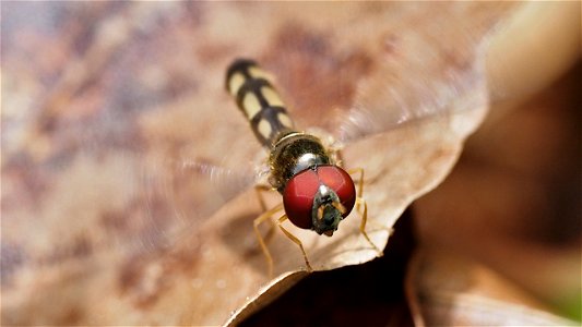 Melanostoma scalare (Matte Schwarzkopf-Schwebfliege) - Männchen