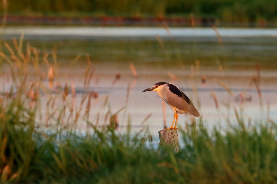 Black-crowned Night Heron Huron Wetland Management District South Dakota photo