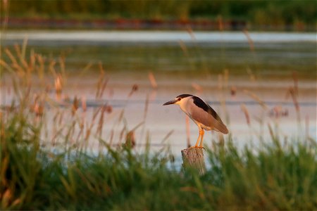 Black-crowned Night Heron Huron Wetland Management District South Dakota