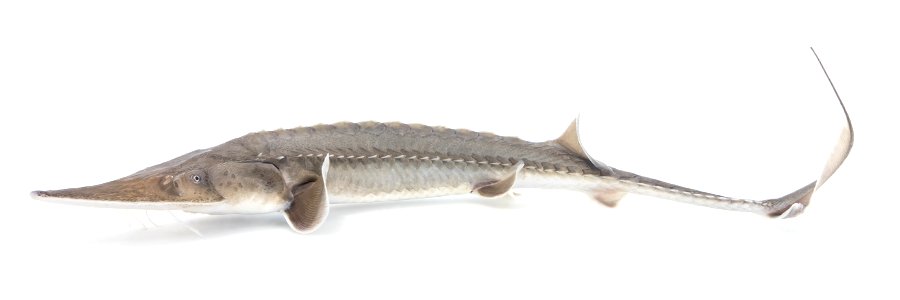 Pallid Sturgeon (Scaphirhynchus albus) photo