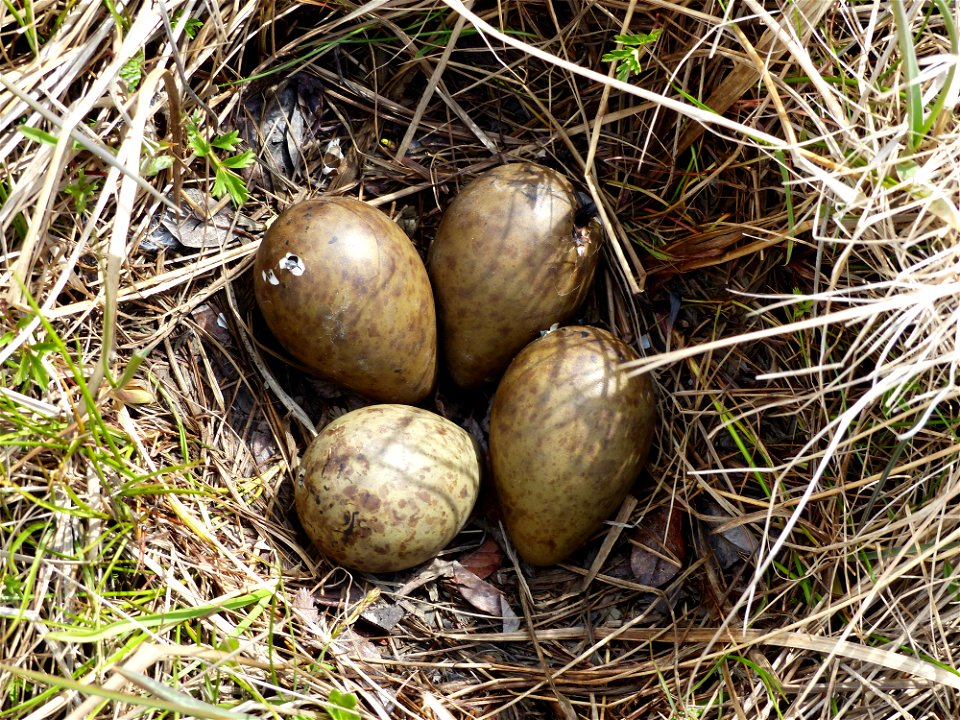 Black Turnstone nest photo