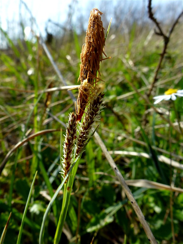 Carex flacca Schreb., 1771
