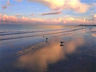 Bird Reflextion St Pete Beach Florida 2022