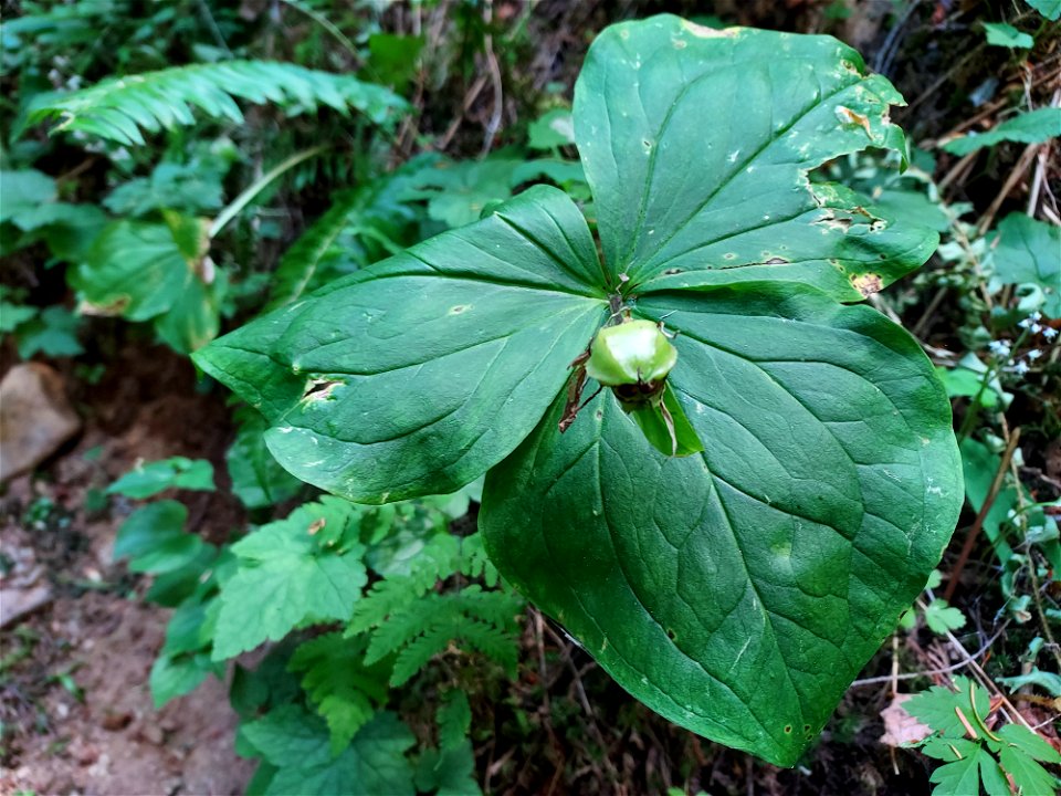Trillium fruit, Mt. Baker-Snoqualmie National Forest. Photo by Anne Vassar July 21, 2021.