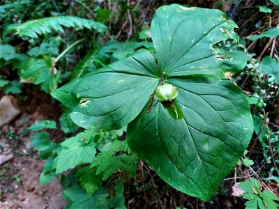 Trillium fruit, Mt. Baker-Snoqualmie National Forest. Photo by Anne Vassar July 21, 2021.