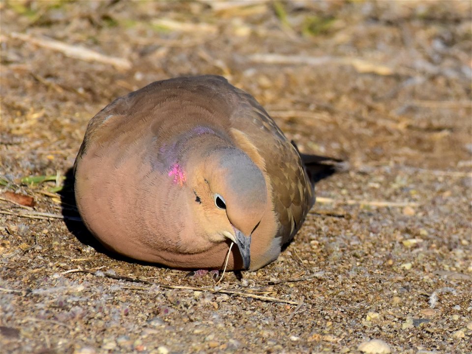 Mourning dove at Seedskadee National Wildlife Refuge