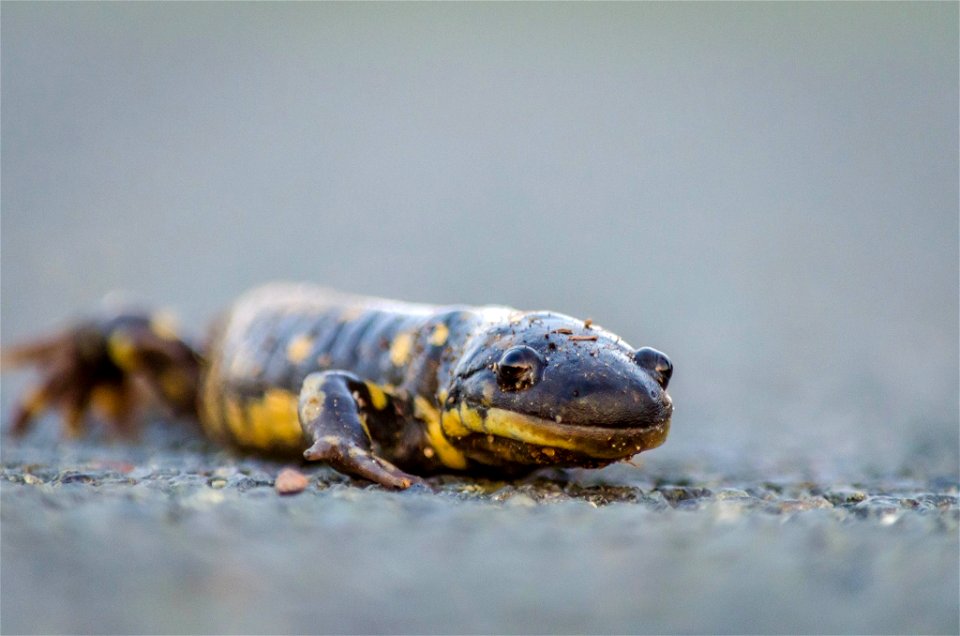 Tiger salamander photo