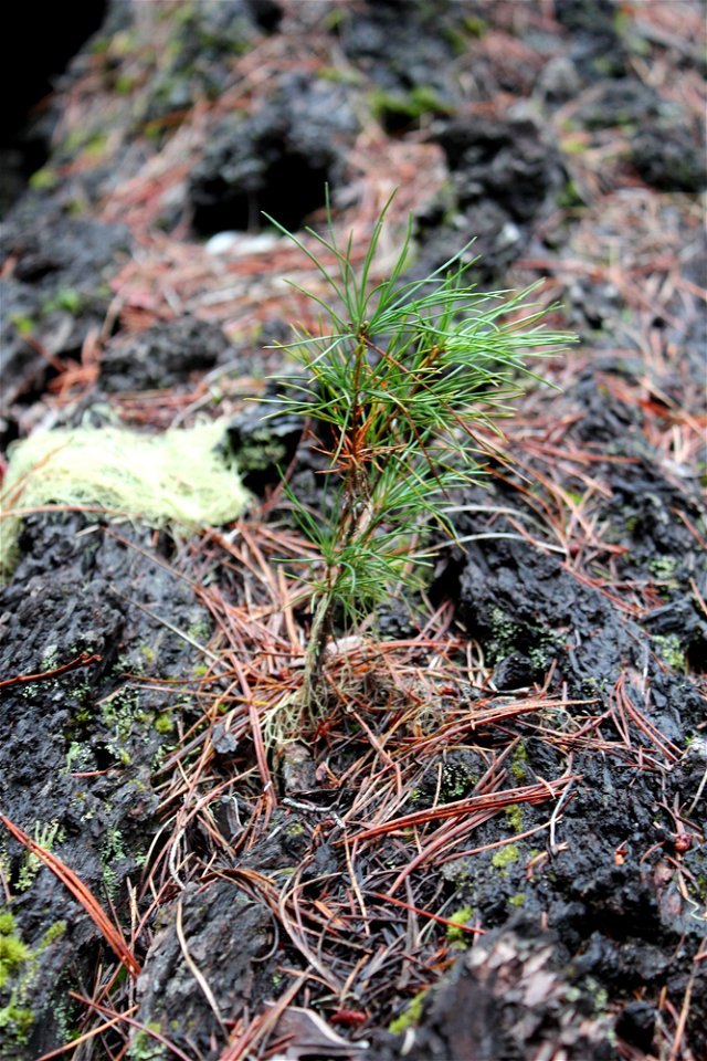 23_pine-seedling-on-a-nurse-logjpg_49385085823_o