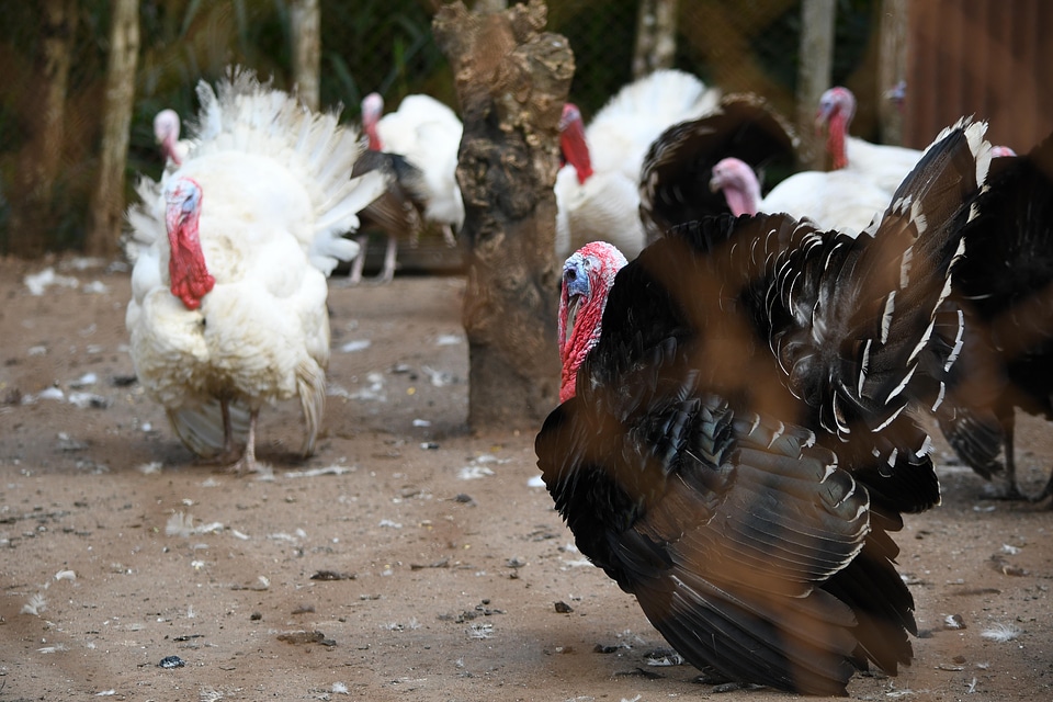 Poultry chiken black