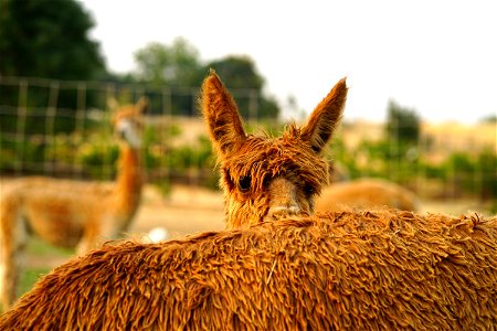 Hiding behind mom photo