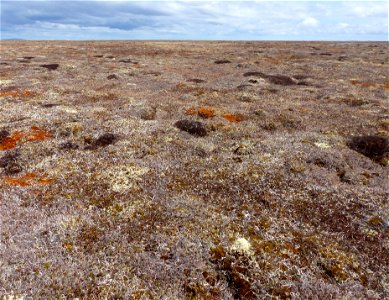 Upland Tundra photo