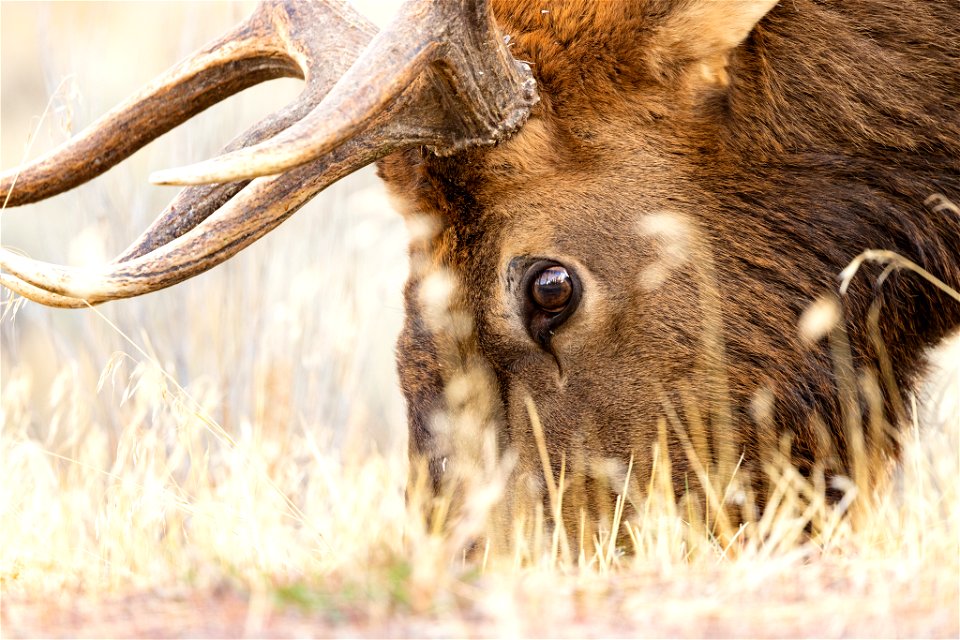 Bull elk grazing the roadside