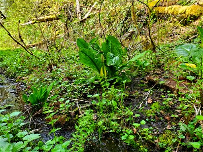 Skunk Cabbage along the Beaver Lake Trail, Mt. Baker-Snoqualmie National Forest. Photo by Anne Vassar April 29, 2021.