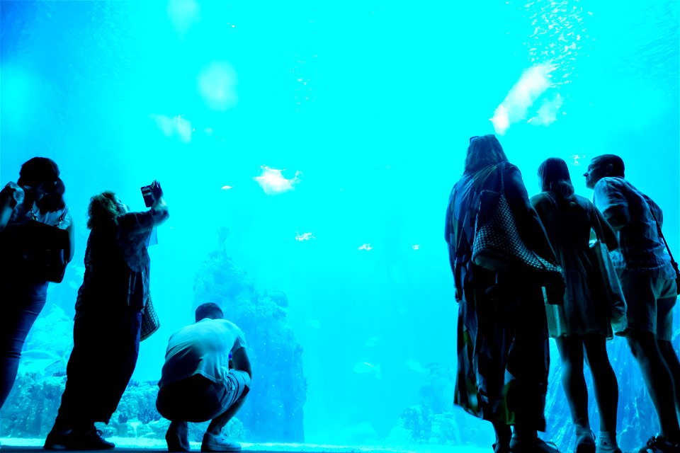 People Taking Photos Inside a Walk-Through Aquarium photo
