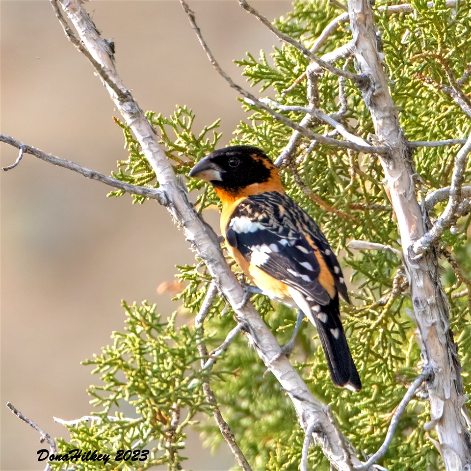 Black-headed Grosbeak