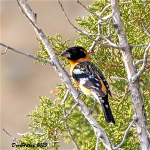 Black-headed Grosbeak photo