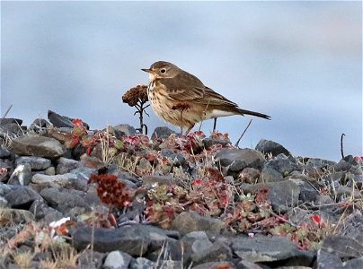 783 - AMERICAN PIPIT (10-14-2021) point st george, del norte co, ca -01