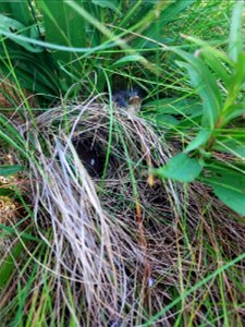 Saltmarsh sparrow fledged chick and poop in nest at Rachel Carson National Wildlife Refuge photo