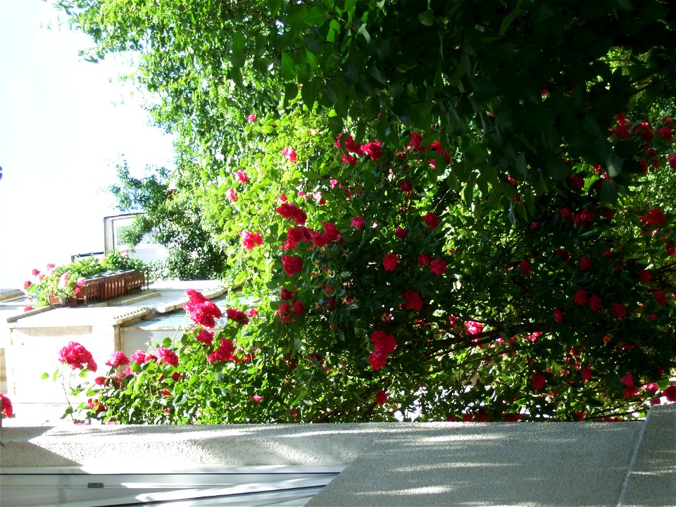 trandaf2009_0531_110458