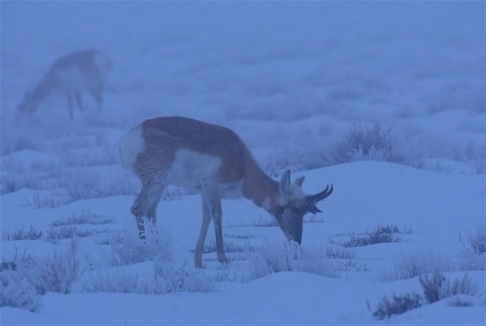 Pronghorn on Seedskadee National Wildlife Refuge
