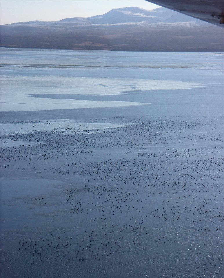 Brant at Izembek Lagoon