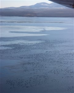 Brant at Izembek Lagoon