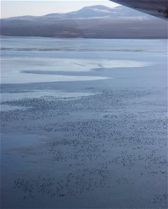 Brant at Izembek Lagoon photo