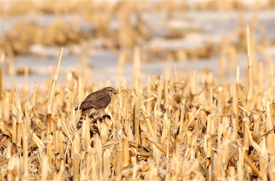 Merlin Eating a Male Red-winged Black Bird Huron Wetland Management District