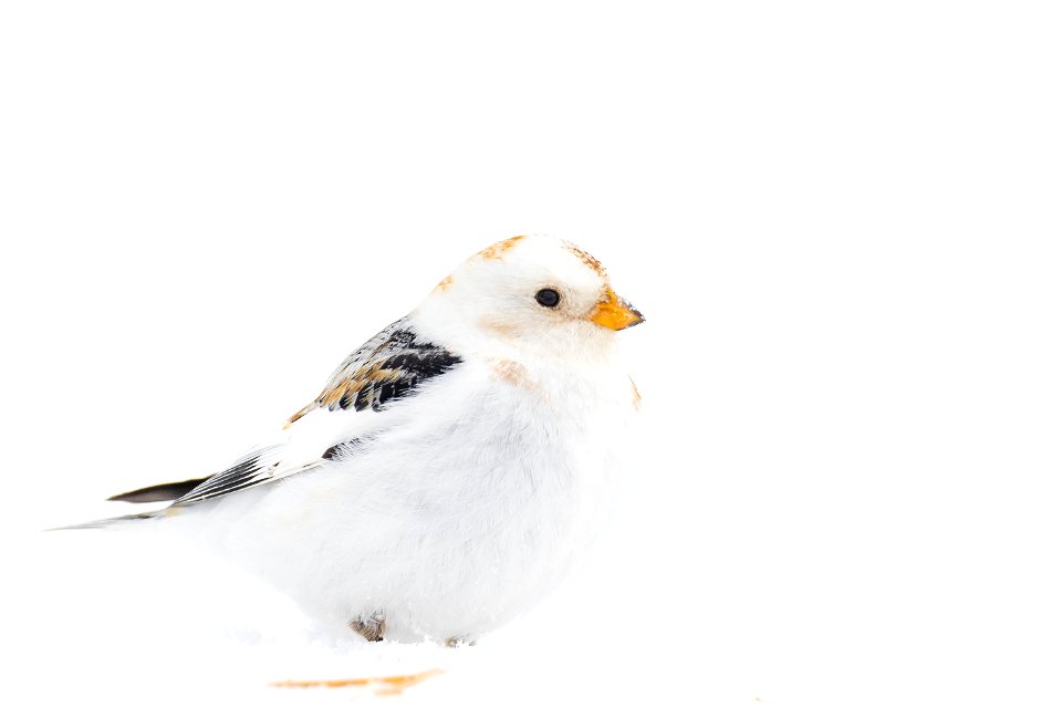 Snow bunting in the snow