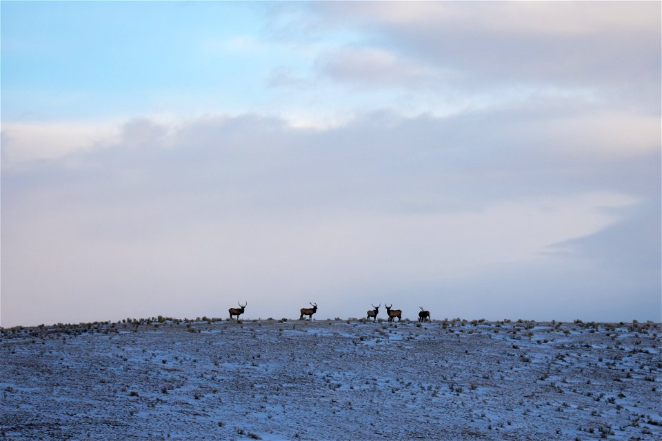 Elk on the National Elk Refuge