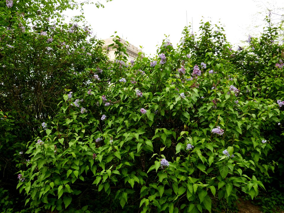 Herestrau Park in spring (11)