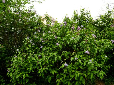 Herestrau Park in spring (11)