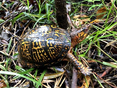 reptile box turtle Raleigh photo