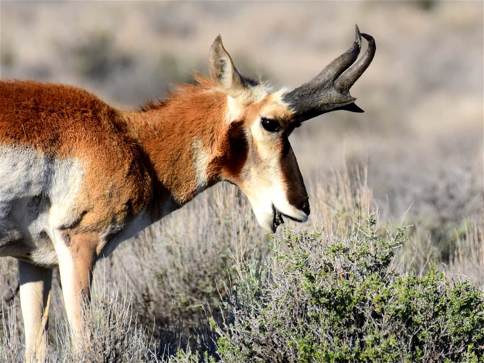 Pronghorn at Seedskadee National Wildlife Refuge