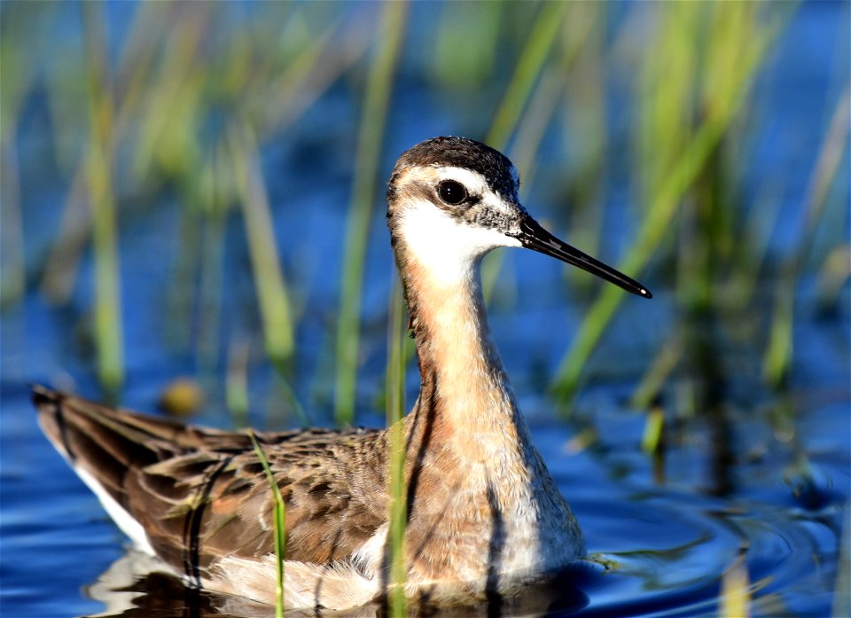 Wilson's phalarope at Seedskadee National Wildlife Refuge