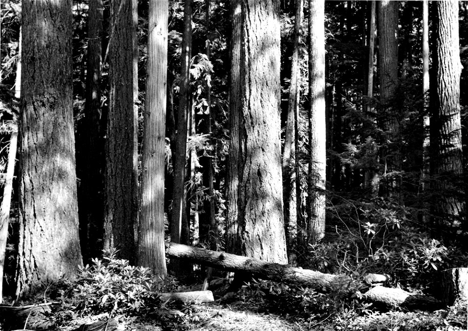 411521-douglas-fir-stand-umpqua-nf-or-1941jpg_49385133288_o