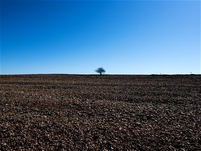 The Lonely Tree of Jurmo photo