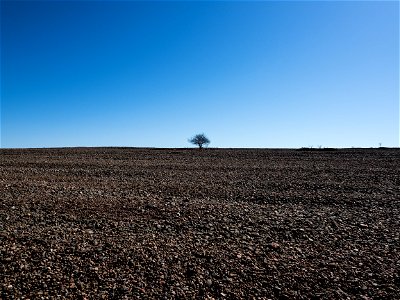 The Lonely Tree of Jurmo