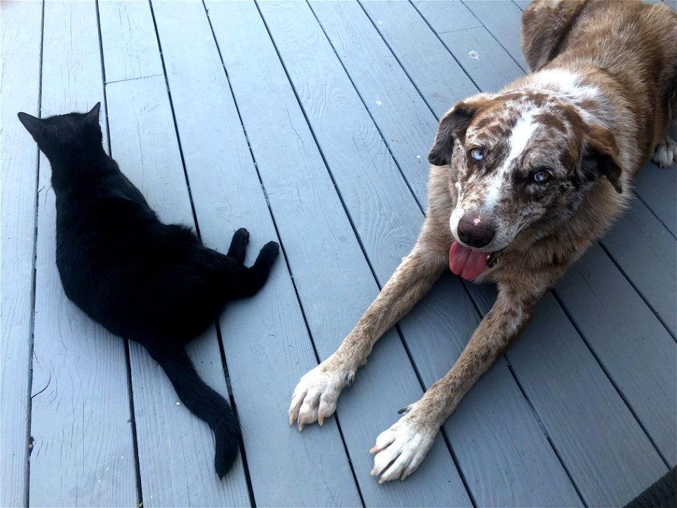 Maggie and Felix On the Deck (1 of 5)
