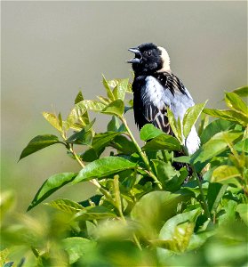 Bobolink photo