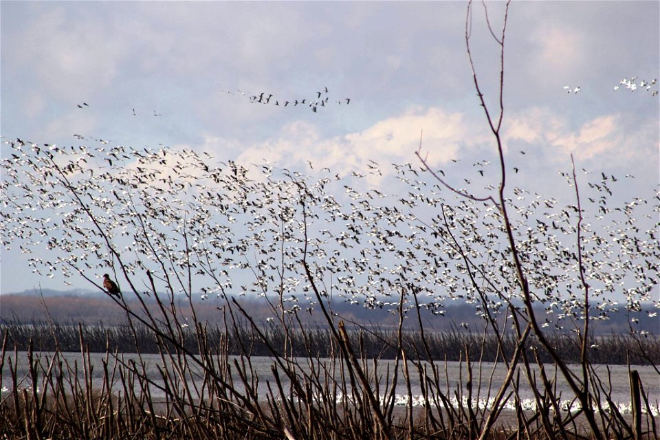 Snow Geese and Juvenile Bald Eagle