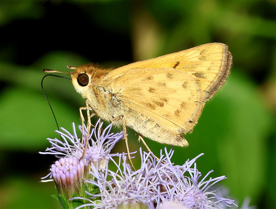 SKIPPER, FIERY (Hylaphilia phyleus) (01-02-2023) female, national buttrtfly center, palmview, hidalgo co, tx -01