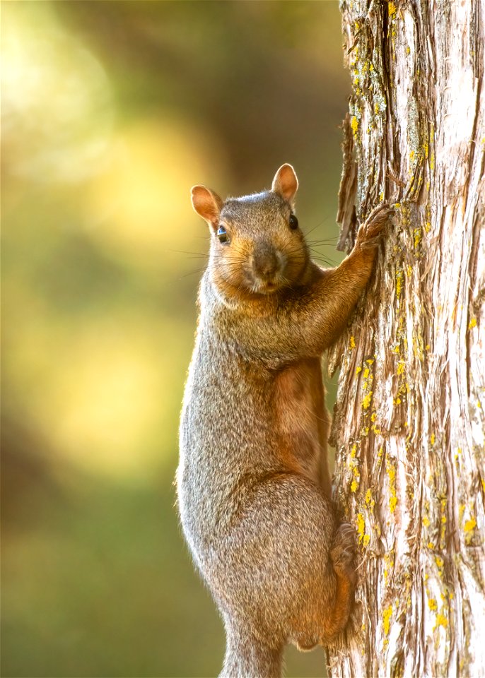 Fox squirrel