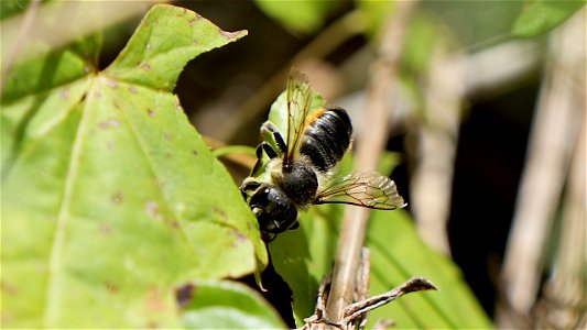 Megachile cf. versicolor (Blattschneiderbiene) bei der Arbeit