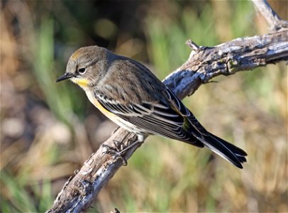 835 - AUDUBON'S WARBLER (11-17-2021) morro bay, slo county, ca -02